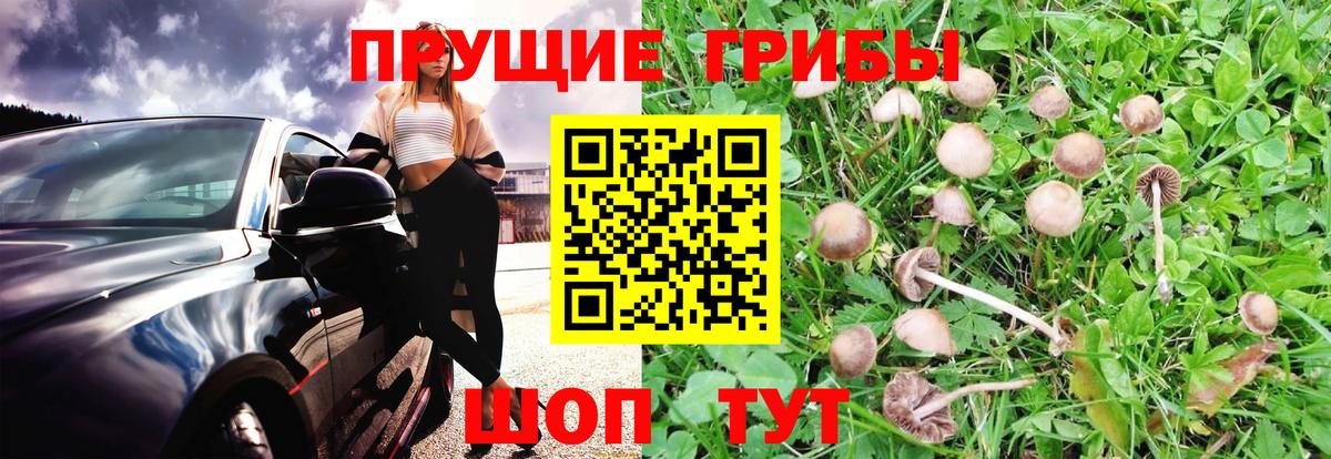Псилоцибиновые грибы Psilocybine cubensis  Вход с VPN  хочу   Спасск-Дальний 